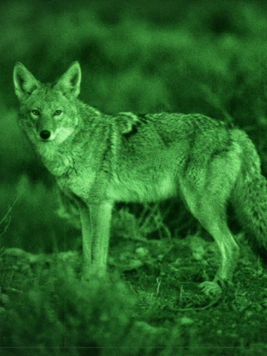 A coyote stands in a green-tinted environment, showcasing its keen gaze and alert posture. Night vision perspective.